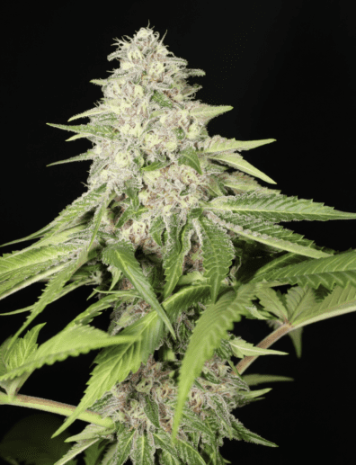 Innervision F1 13 Regular Seeds