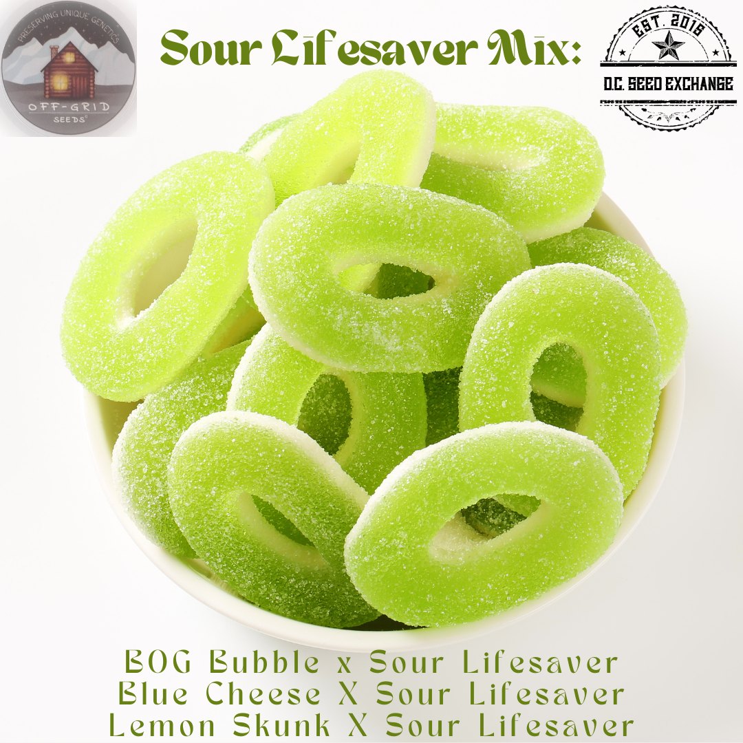 Sour Lifesaver Mix 15 Regular Seeds