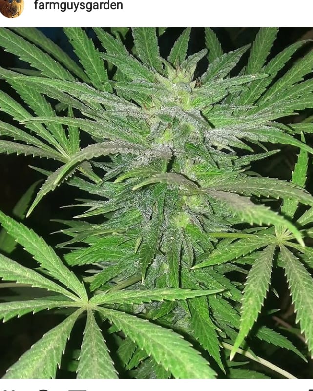Cantaloupe Skunk Mix 15 Regular Seeds - Image 2