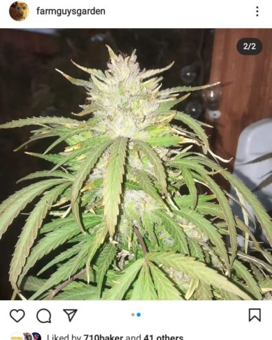 Squidward x ChocolateRain