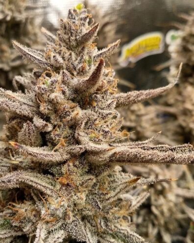 Strawberry Milk and Qookies Remix F1 Auto 3 Feminized Autoflower Seeds