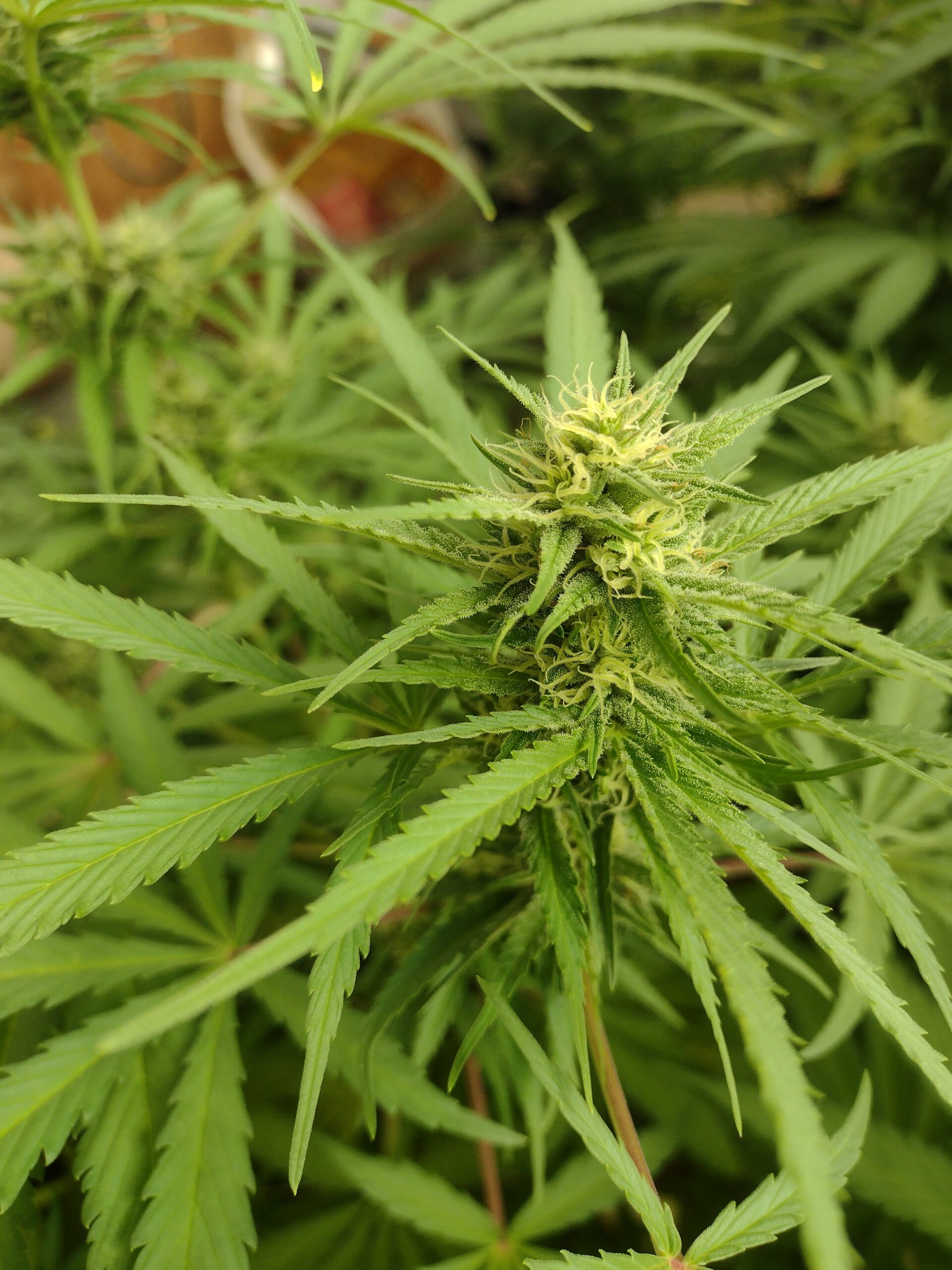 Sour Lifesaver Mix 15 Regular Seeds - Image 2