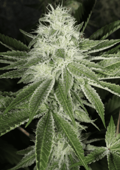 Prayer Glue F2 7 Feminized Seeds