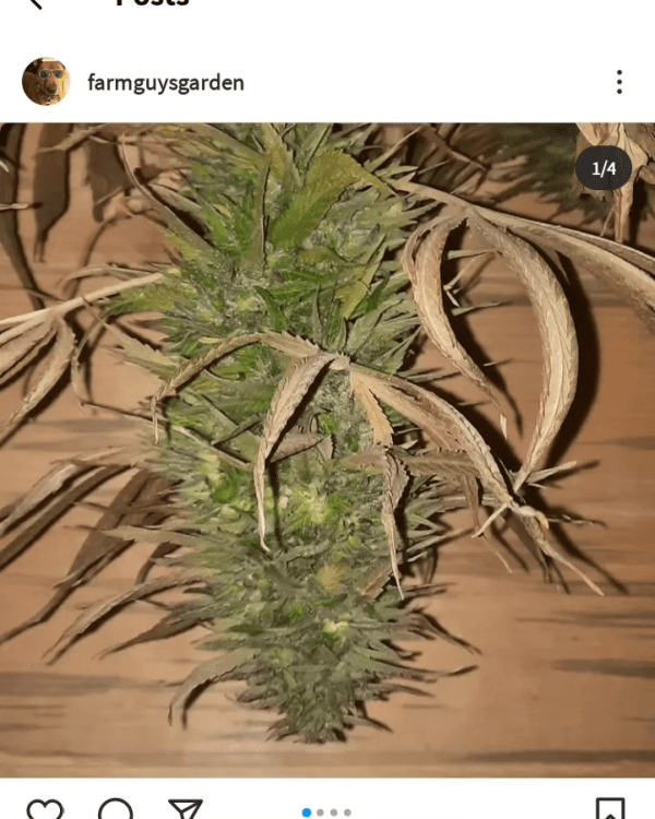 Cantaloupe Skunk Mix 15 Regular Seeds - Image 4