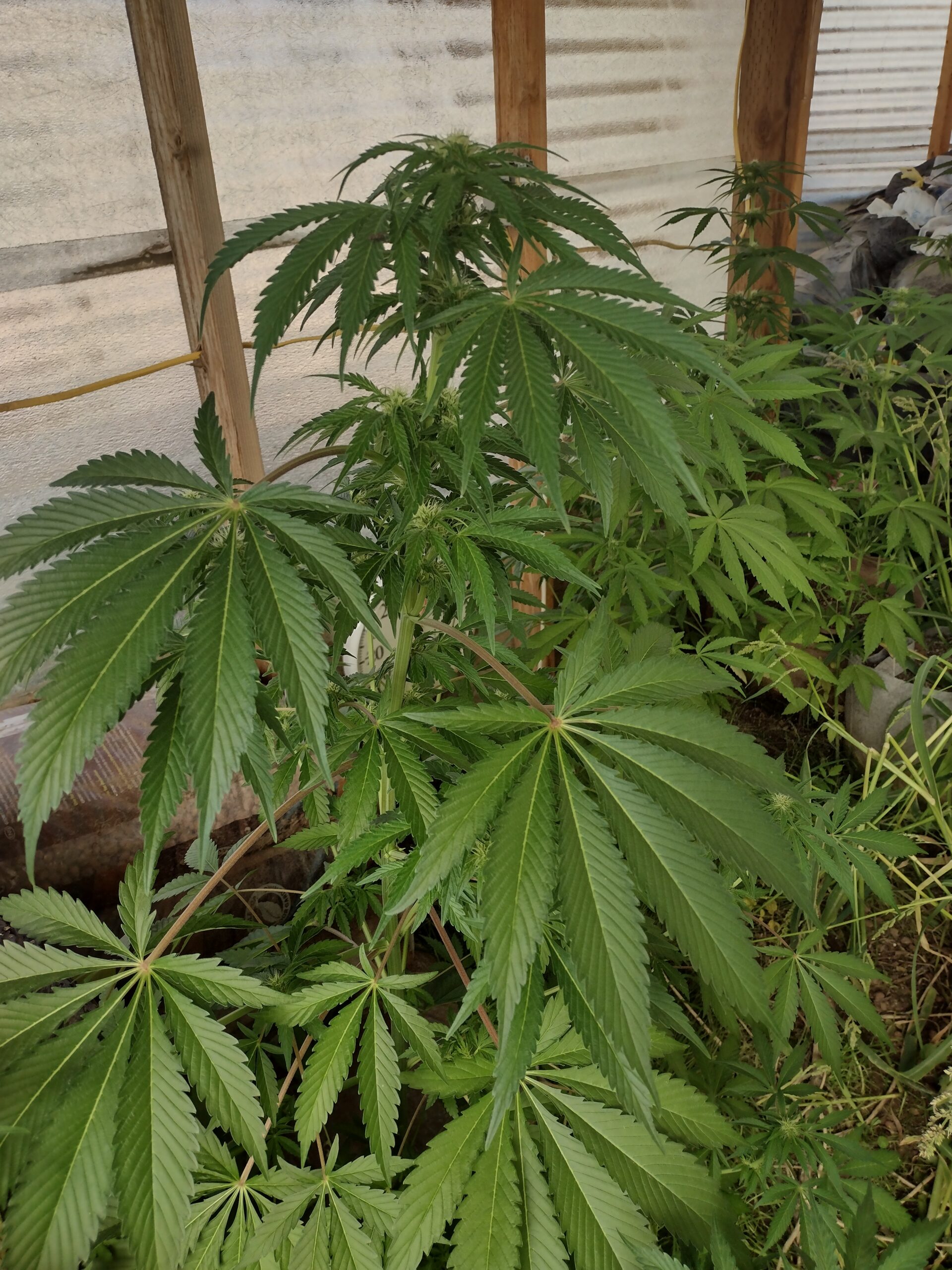 Cantaloupe Skunk Mix 15 Regular Seeds - Image 3