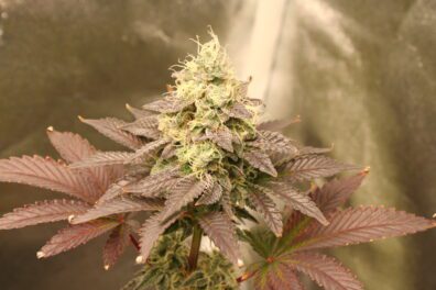 Animal Flapjacks F1 (Flap Jacks x Animal Cookies) 10 Feminized Seeds