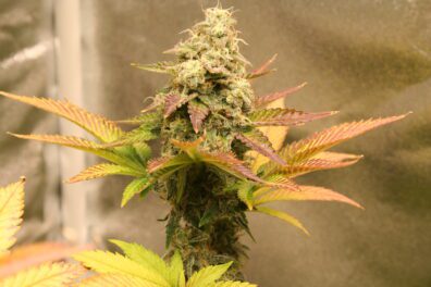 Bananimal Cookies F1 (Banana Punchsicle x Animal Cookies) 10 Feminized Seeds
