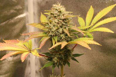 Cheese Cookies F1 (Big Buddha Cheese x Animal Cookies) 10 Feminized Seeds