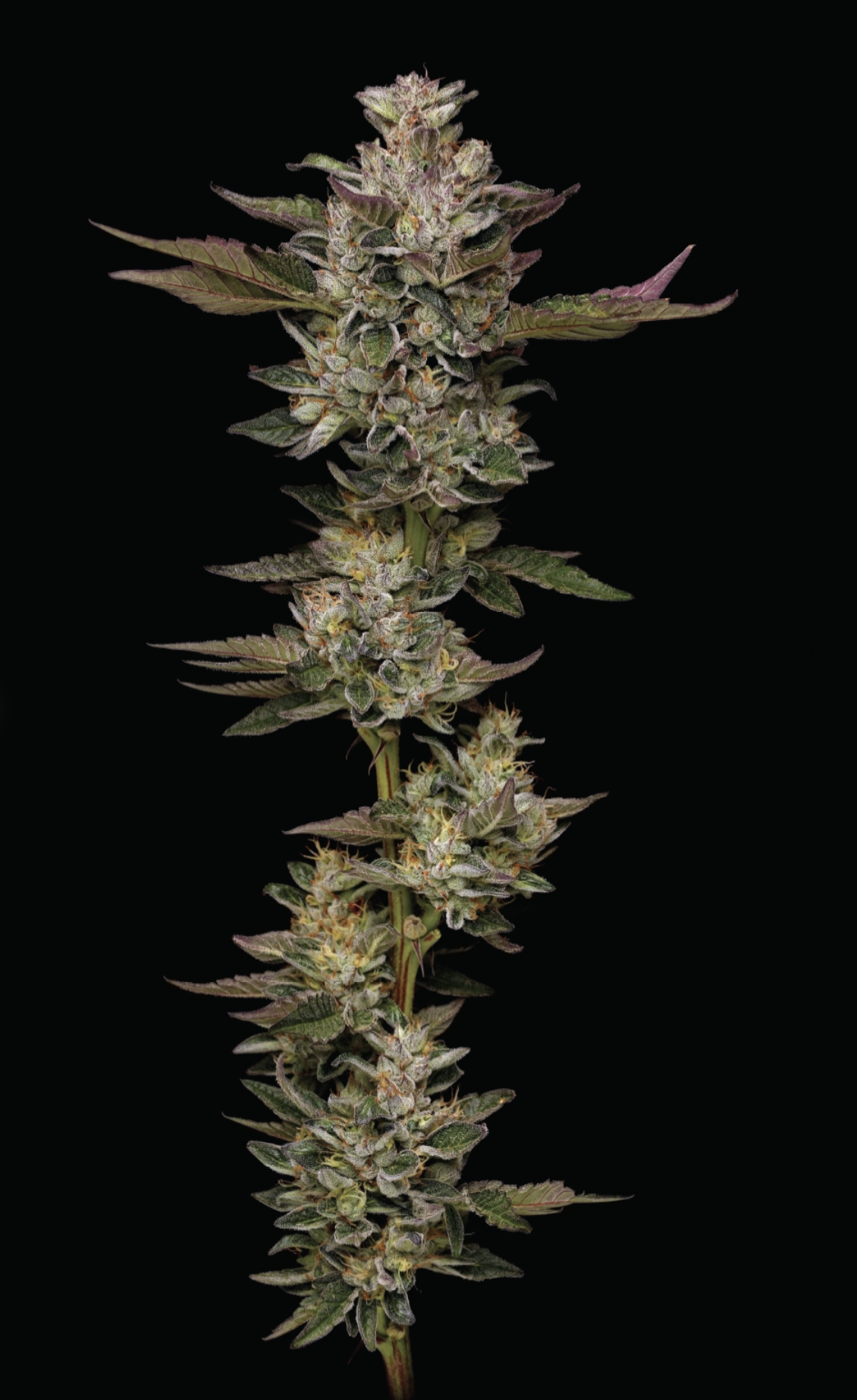 Donutz S2 10 Feminized Seeds - Image 2