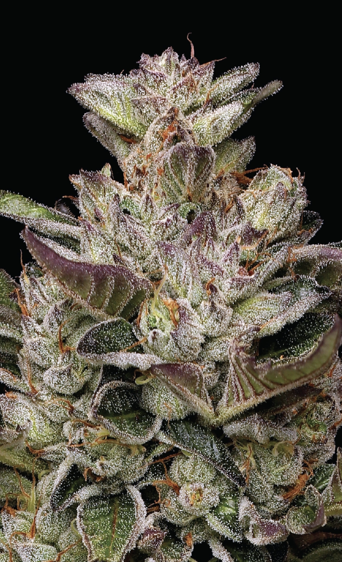 Donutz S2 10 Feminized Seeds - Image 3