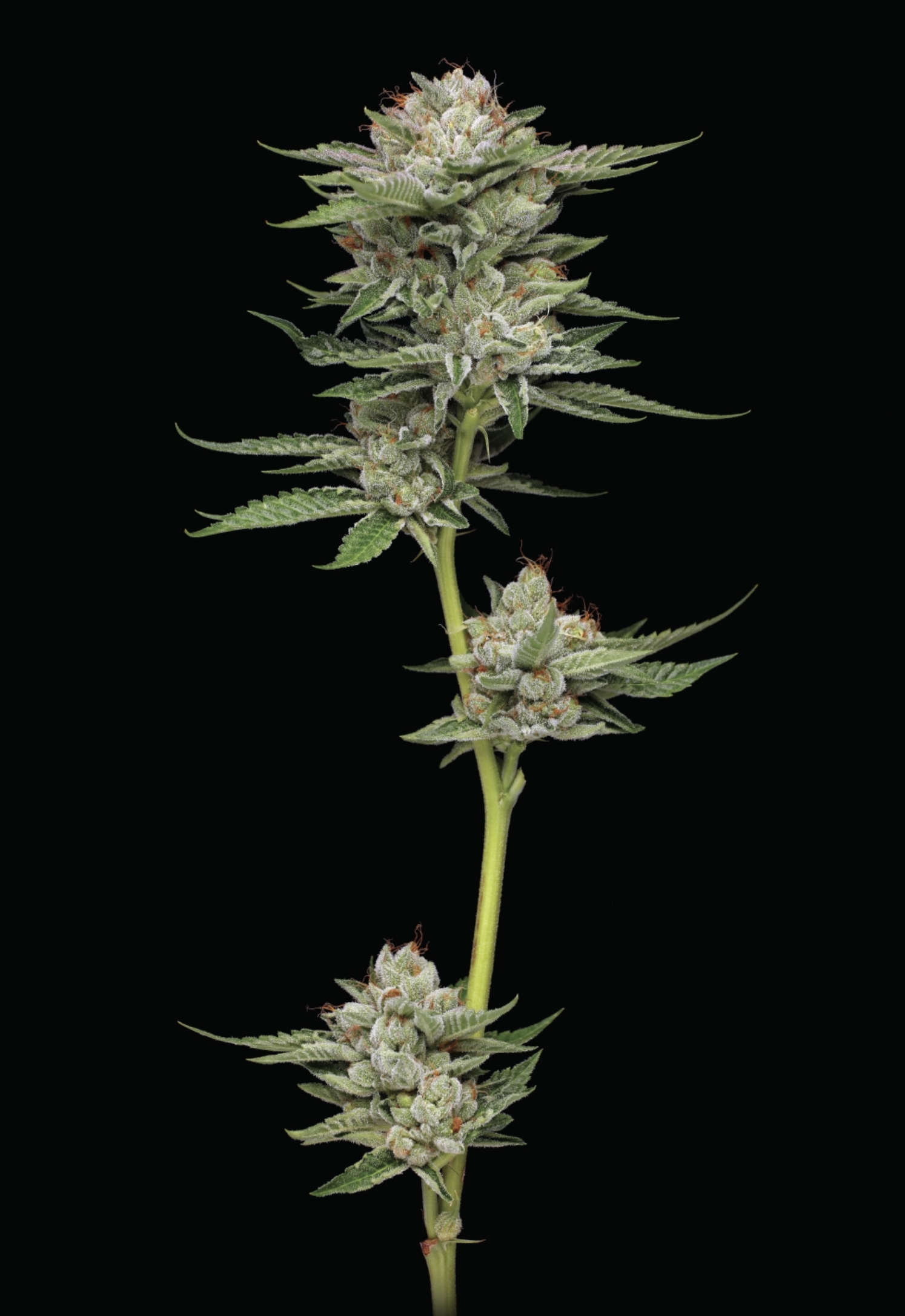 Durban Poison Auto 5 Feminized Autoflower Seeds