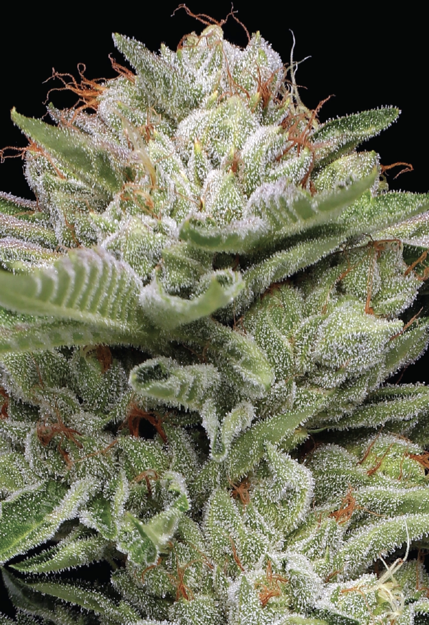 Durban Poison Auto 5 Feminized Autoflower Seeds - Image 2