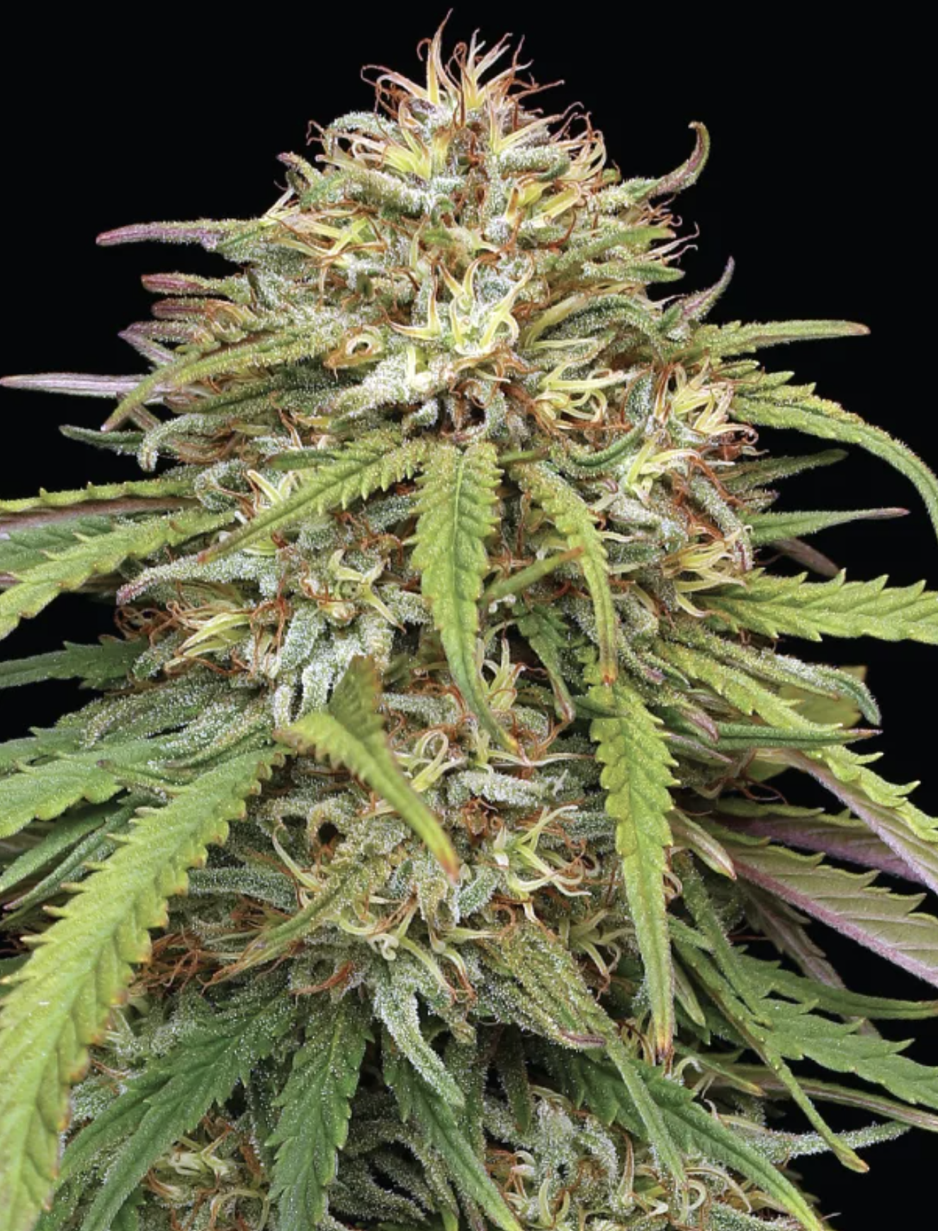 Ed Rosenthal’s Super High Life F1 10 Feminized Seeds - Image 3