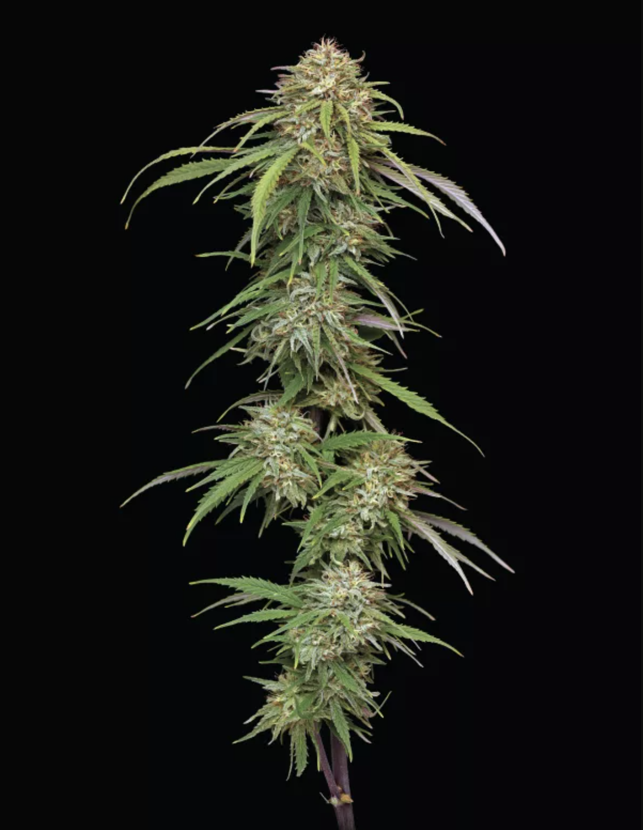 Ed Rosenthal’s Super High Life F1 10 Feminized Seeds - Image 2