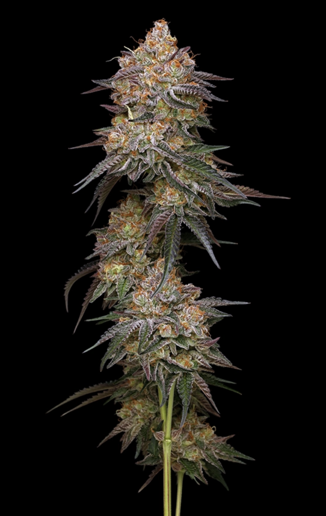 Granny Candy F1 10 Feminized Seeds - Image 2
