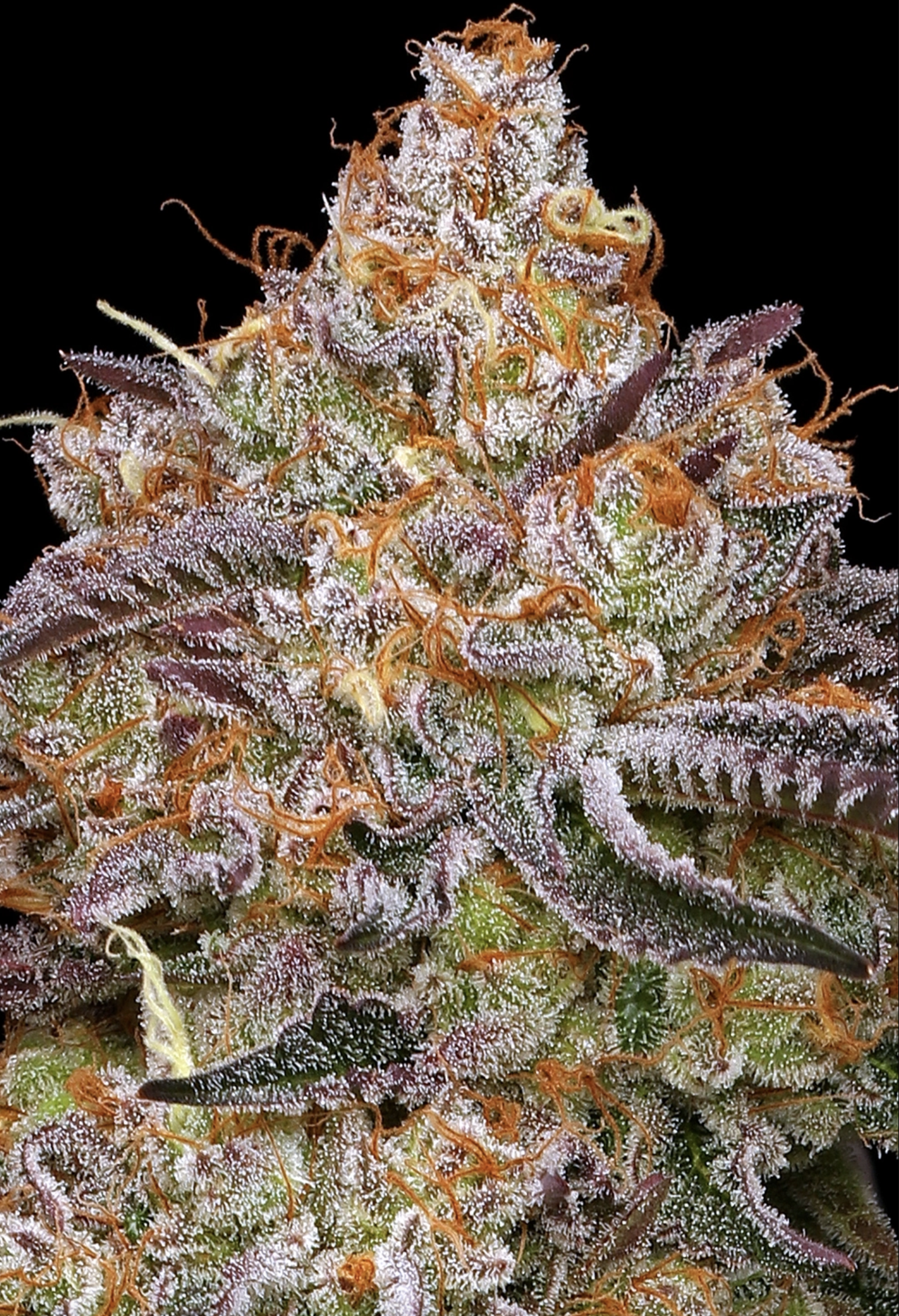 Granny Candy F1 10 Feminized Seeds - Image 3