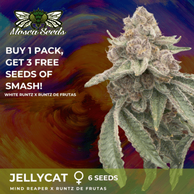 JellyCat S1 (Mind Reaper x Runtz de Frutas) 6 Feminized Seeds