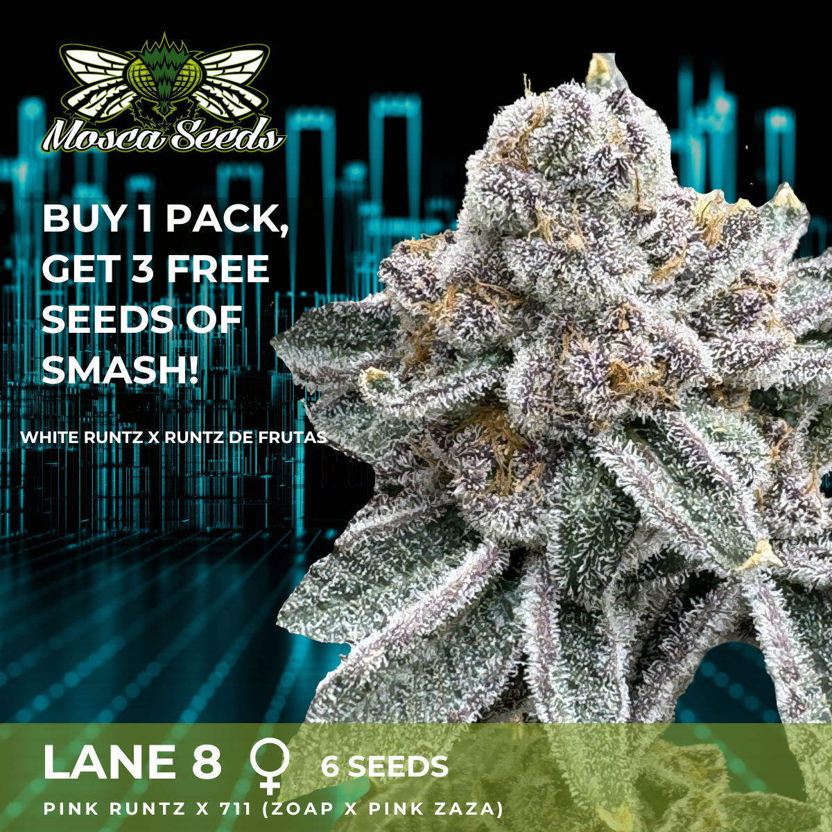 Lane 8 F1 (Pink Runtz x 711) 6 Feminized Seeds