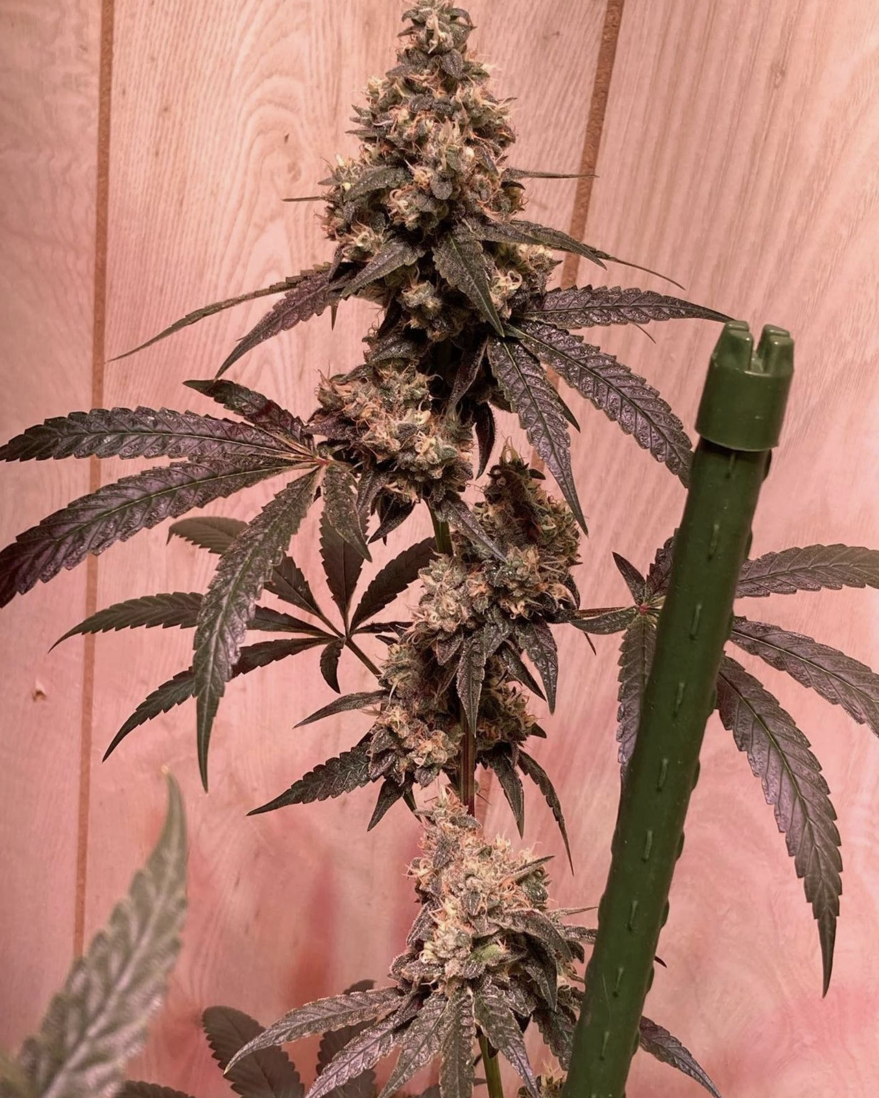 Lime Cheetos F1 10 Regular Seeds - Image 2