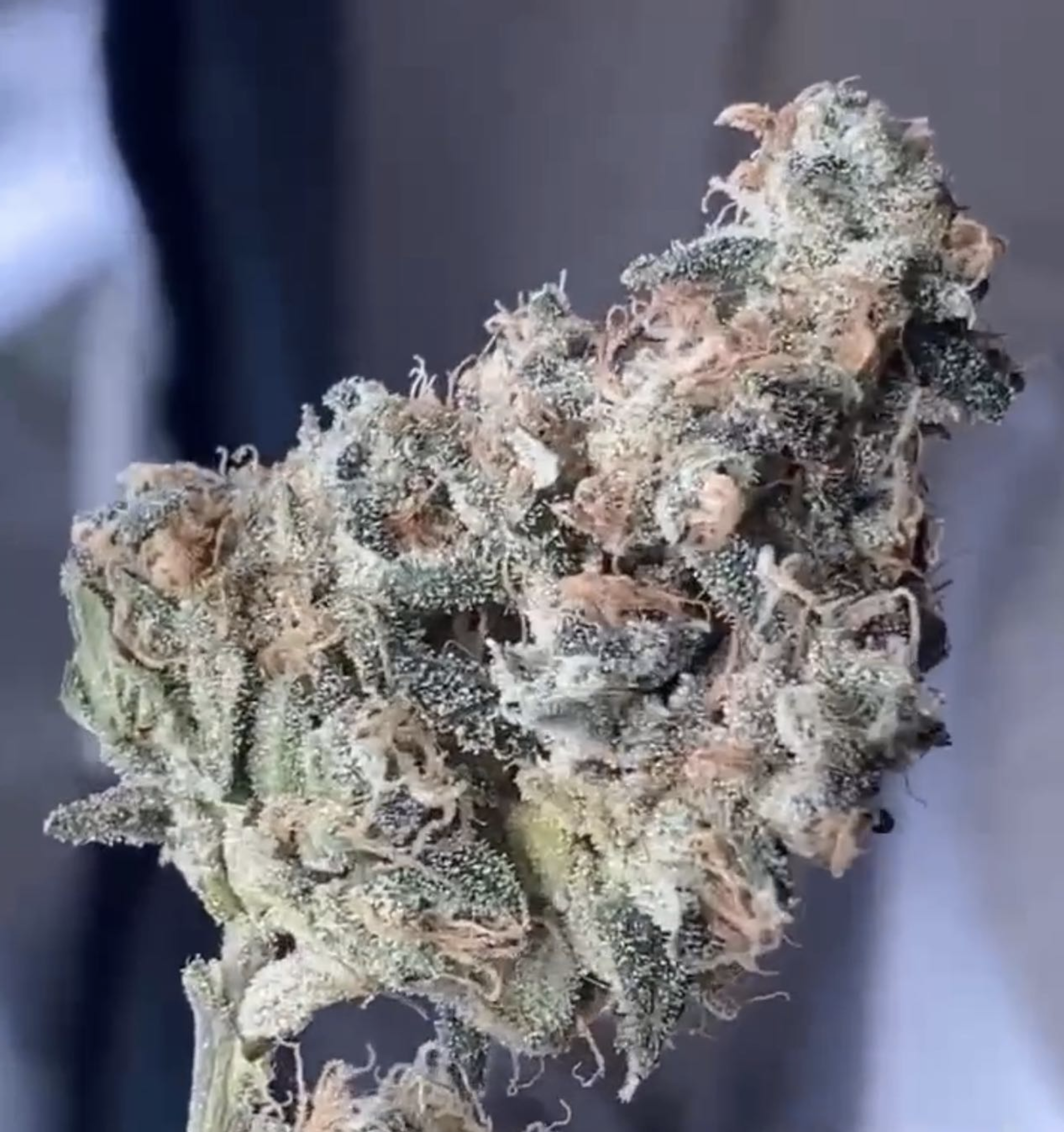 Lime Cheetos F1 10 Regular Seeds - Image 3