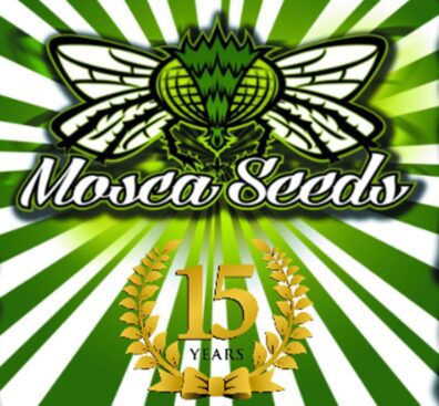 Mosca Seeds