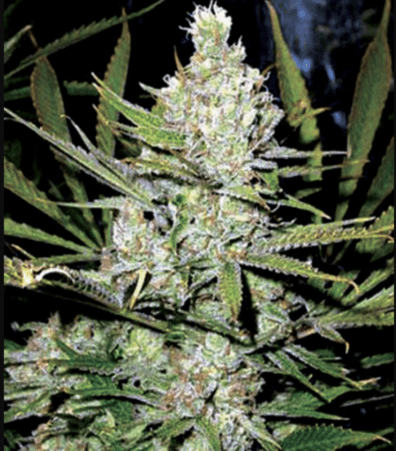 Northern Pride F1 (Northern Lights #1 x Afghan /Burmese) 10 Regular Seeds
