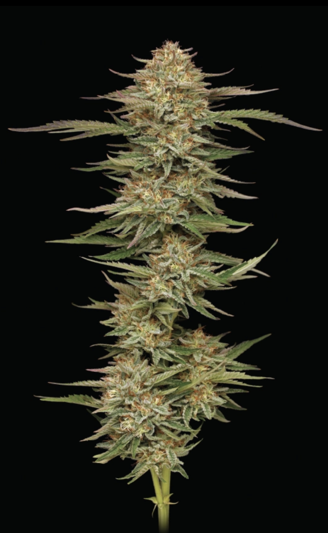 Orange Creampop F1 10 Feminized Seeds - Image 2