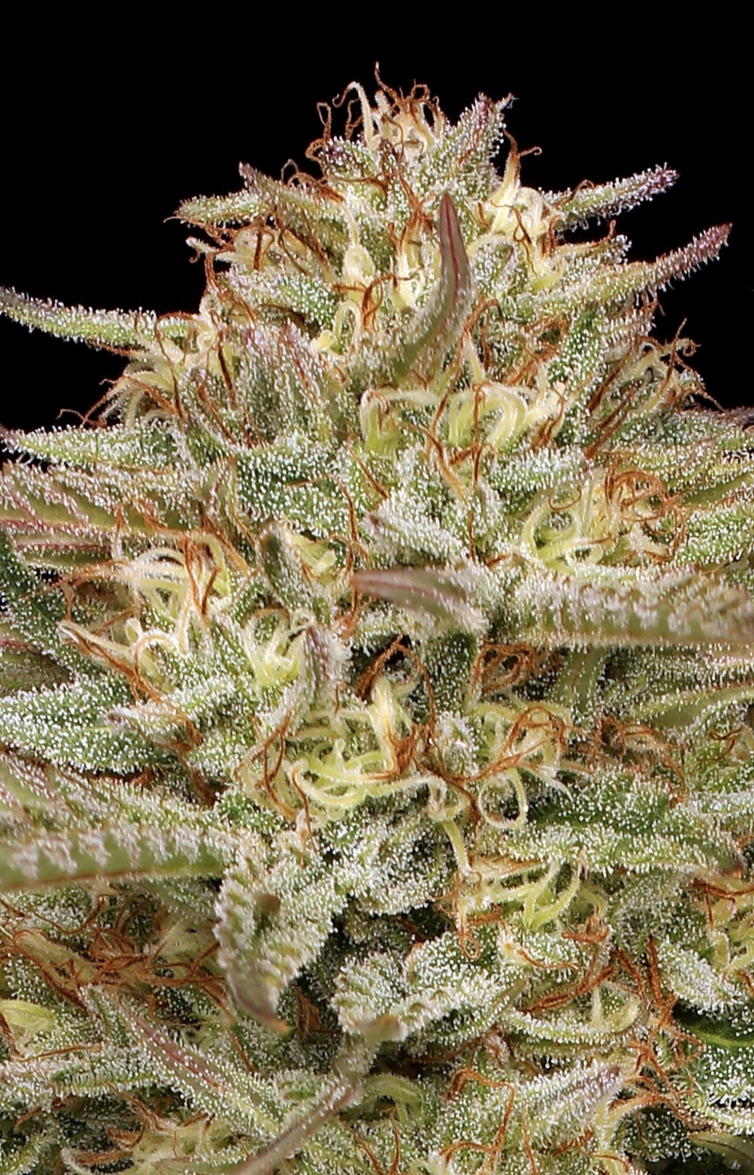Orange Creampop F1 10 Feminized Seeds - Image 3