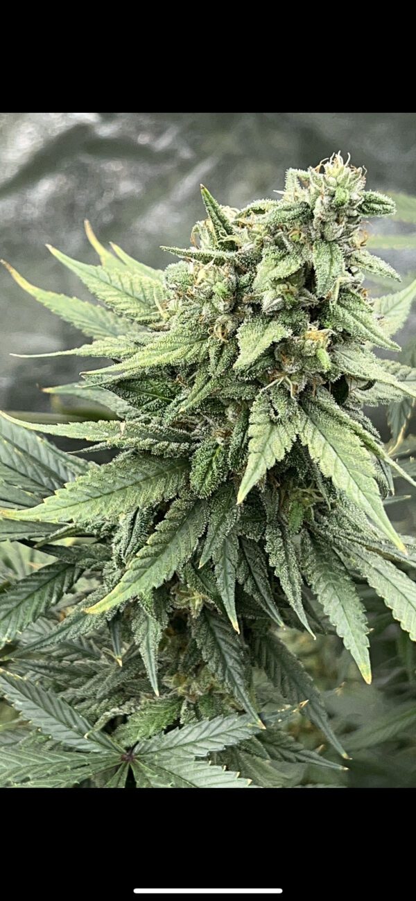 Pink LemonAid S1 6 Feminized Seeds - Image 2