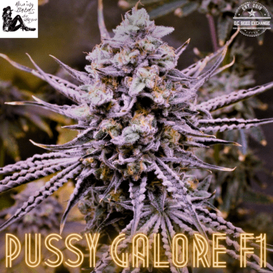 Pussy Galore F1 (Twinkle Tarts x Guava Melt) 10 Feminized Seeds