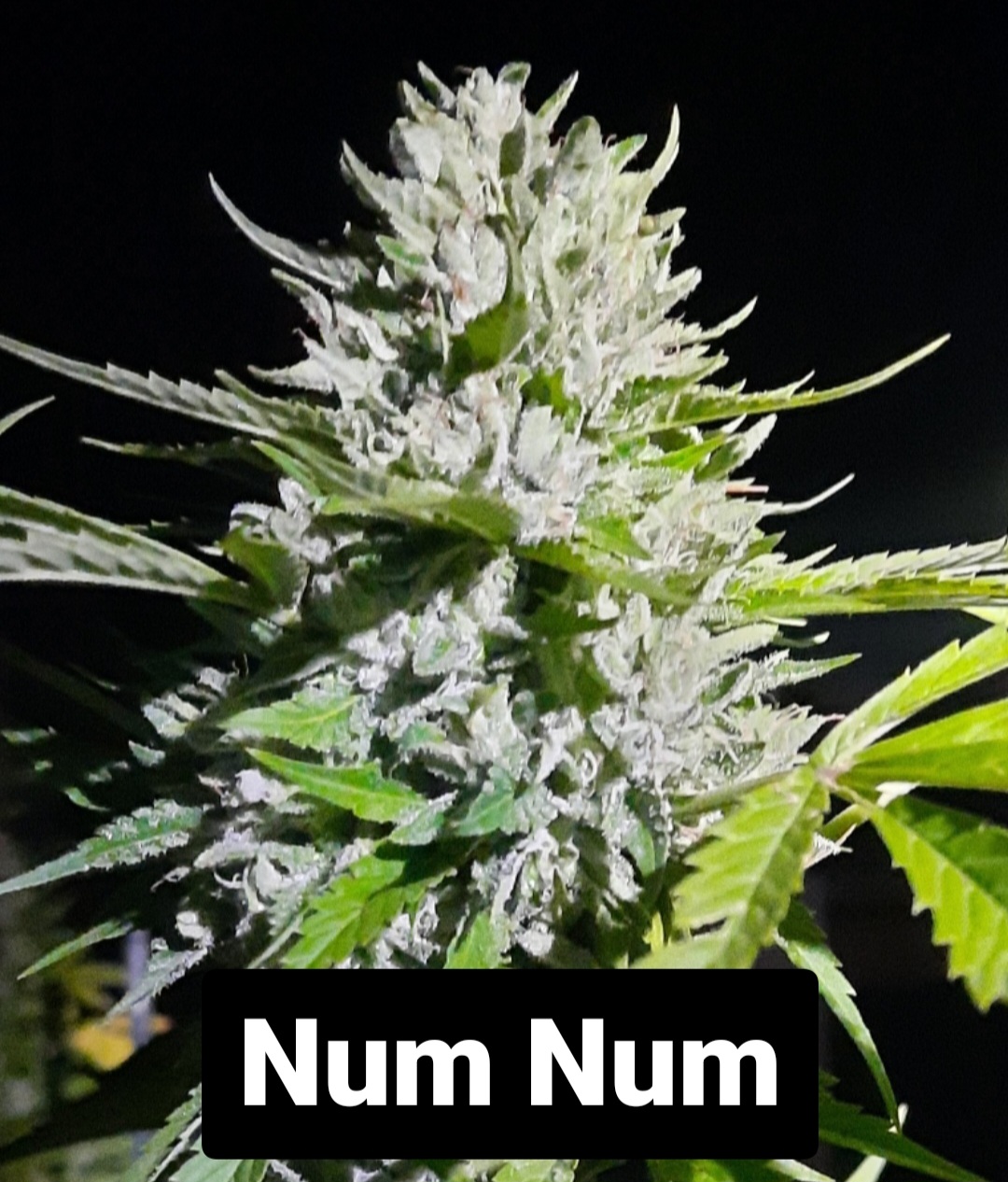 Num Num F1 10 Regular Seeds