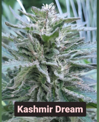 Kashmir Dream F1 10 Regular Seeds
