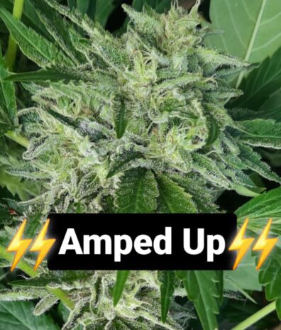 Amped Up F1 10 Regular Seeds