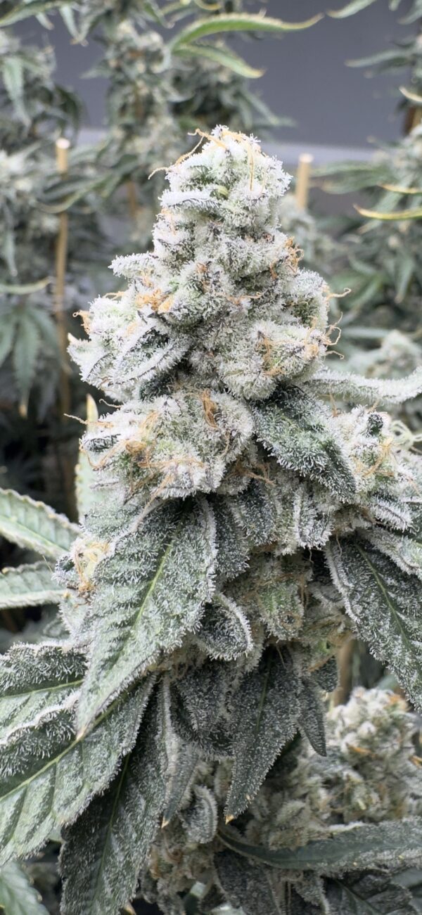 Sello S1 (Dantes Inferno x Pink LemonAid) 6 Feminized Seeds - Image 2