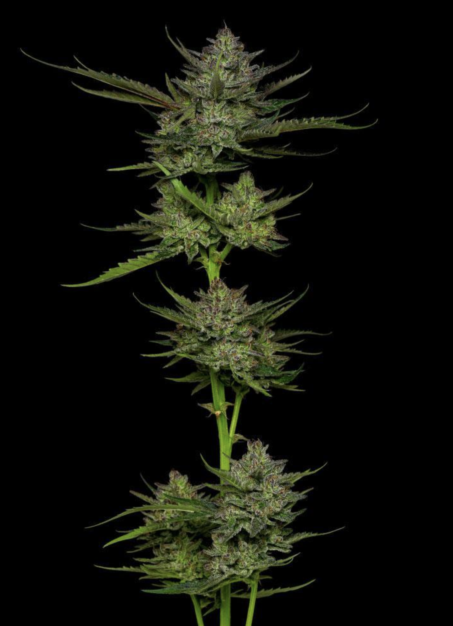 Sour Apple Auto 5 Feminized Autoflower Seeds