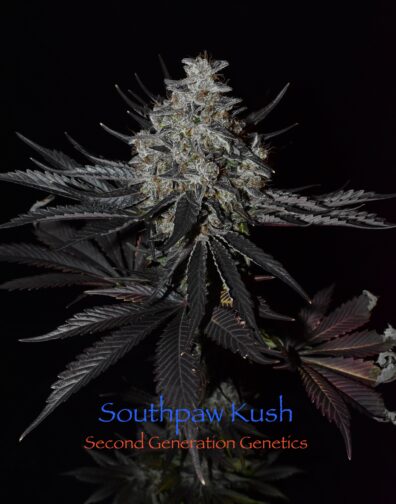 Southpaw Kush F1 13 Regular Seeds