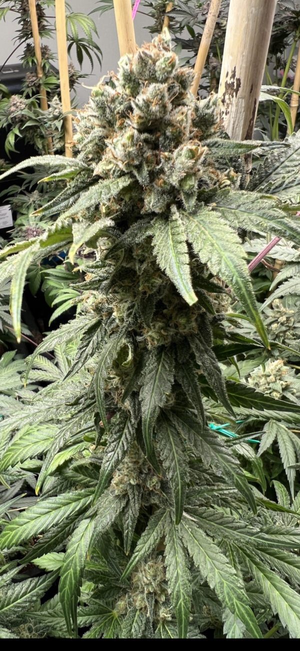 Tapestry S1 (Pineapple Punk x Runtz de Frutas) 6 Feminized Seeds - Image 2