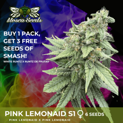 Pink LemonAid S1 6 Feminized Seeds