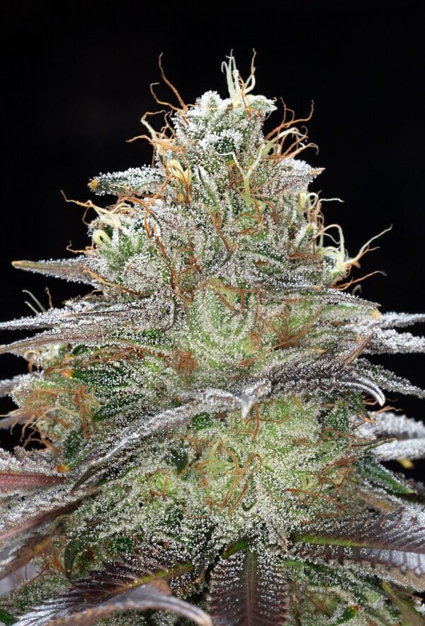 The Lemon Manic S1 6 Feminized Seeds - Image 2