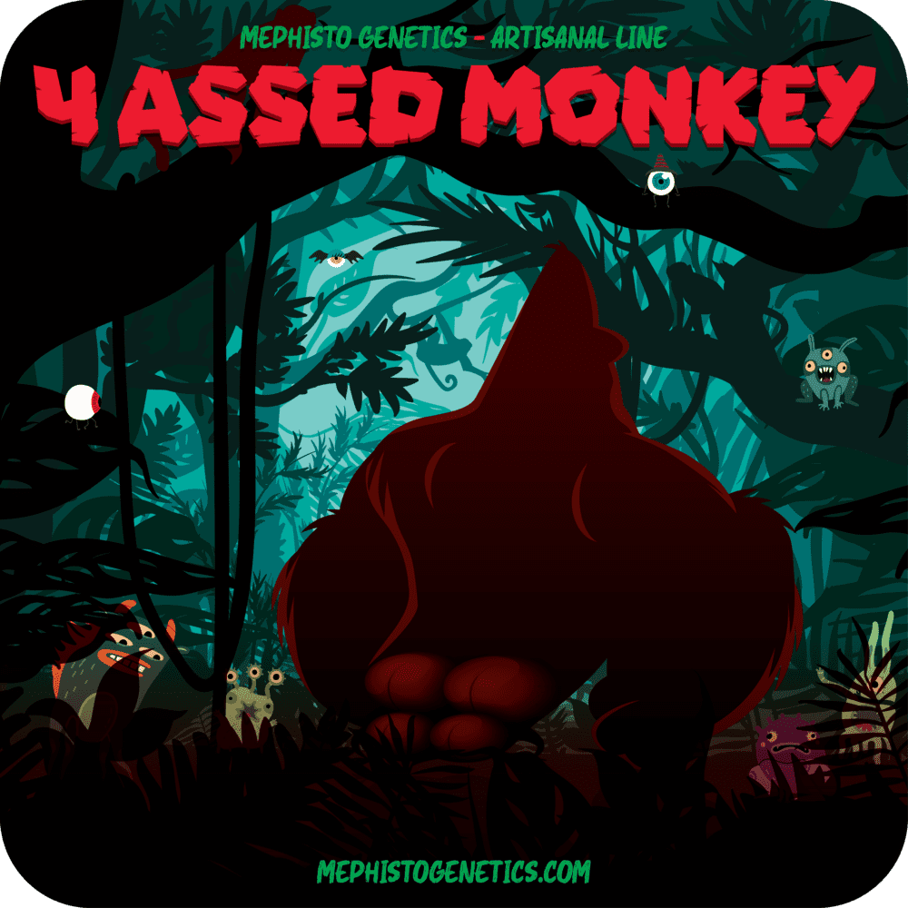 4 Assed Monkey F4 Auto 3 Feminized Autoflower Seeds - Image 2