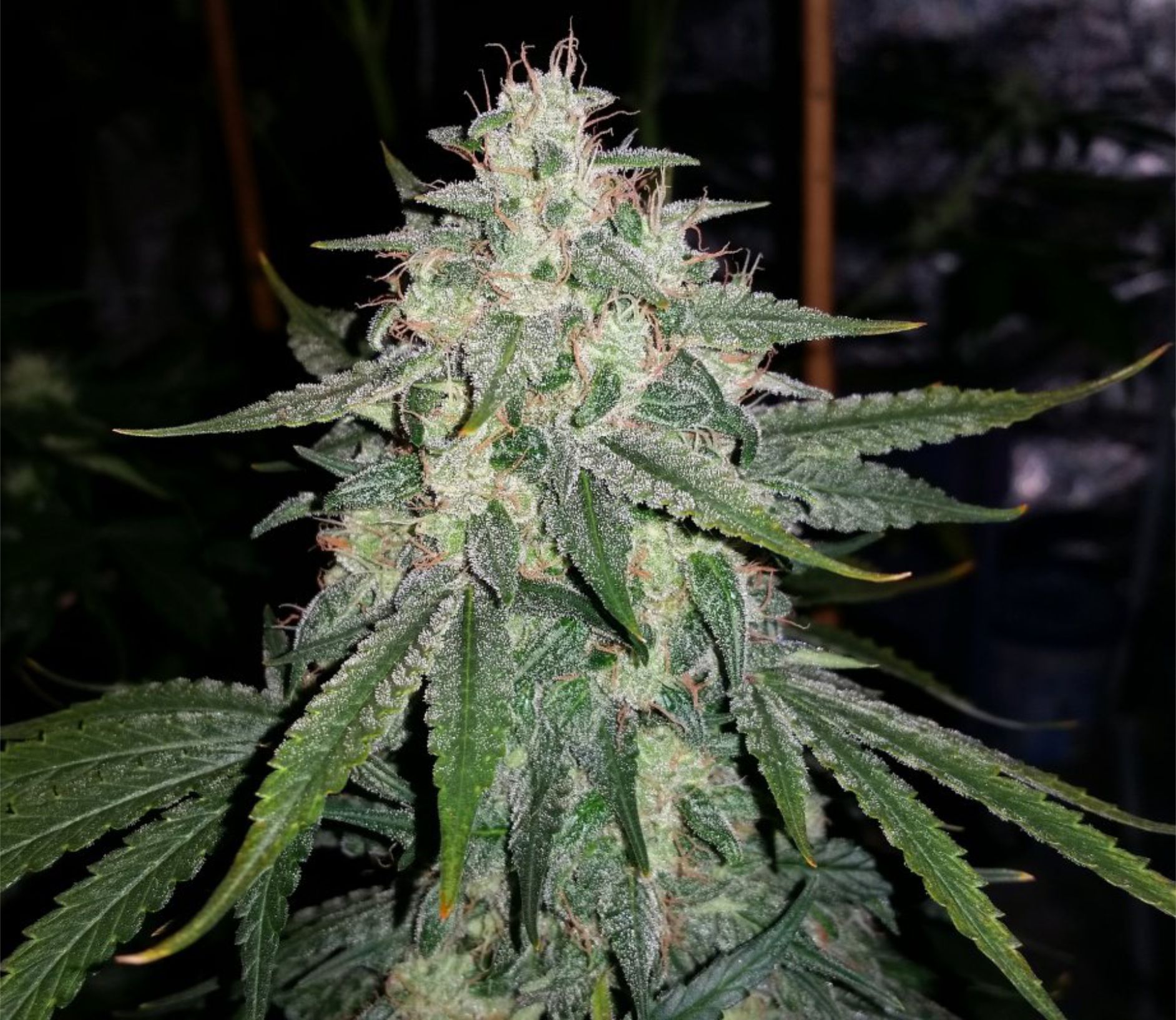 4 Assed Monkey F4 Auto 3 Feminized Autoflower Seeds