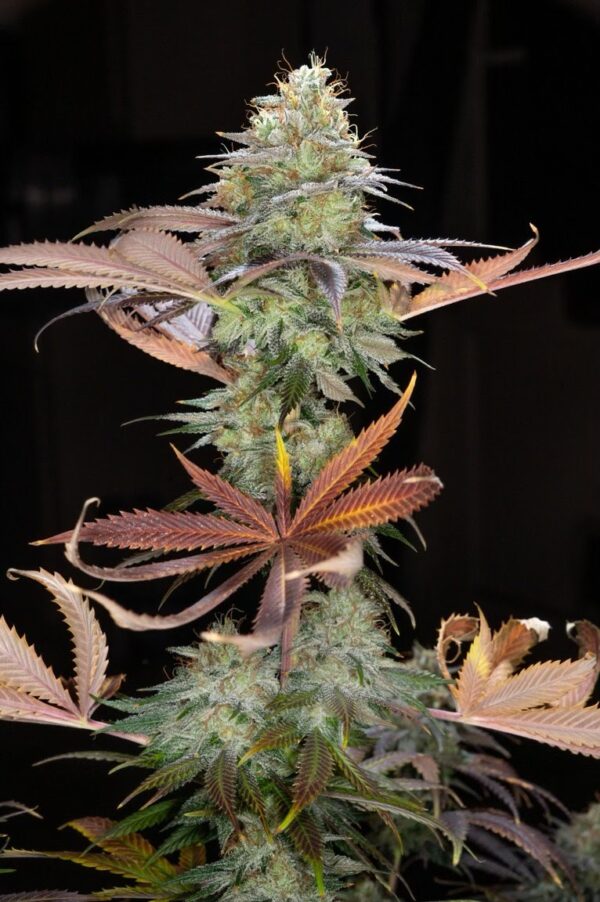 The Lemon Manic S1 6 Feminized Seeds - Image 3