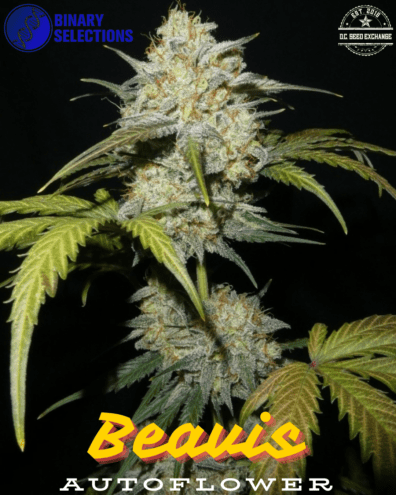Beavis F1 Auto 5 Autoflower Seeds