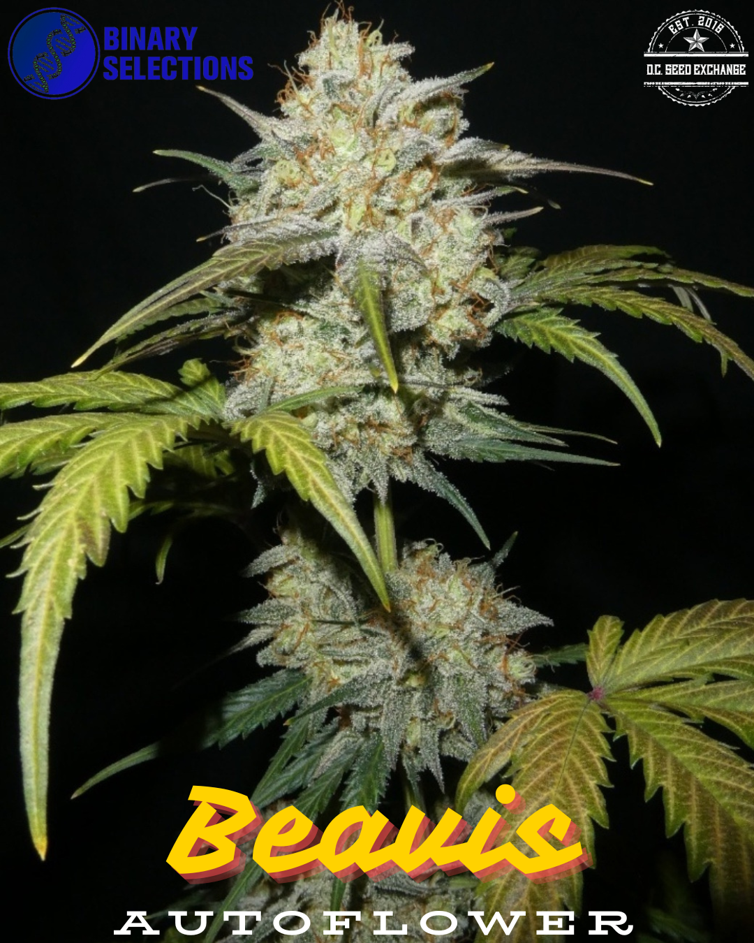 Beavis F1 Auto 5 Autoflower Seeds