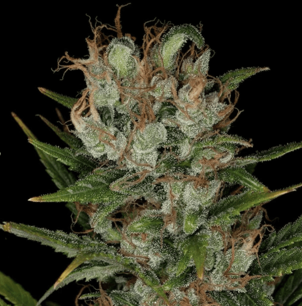 BOEL Columbian IBL 10 Regular Seeds - Image 4