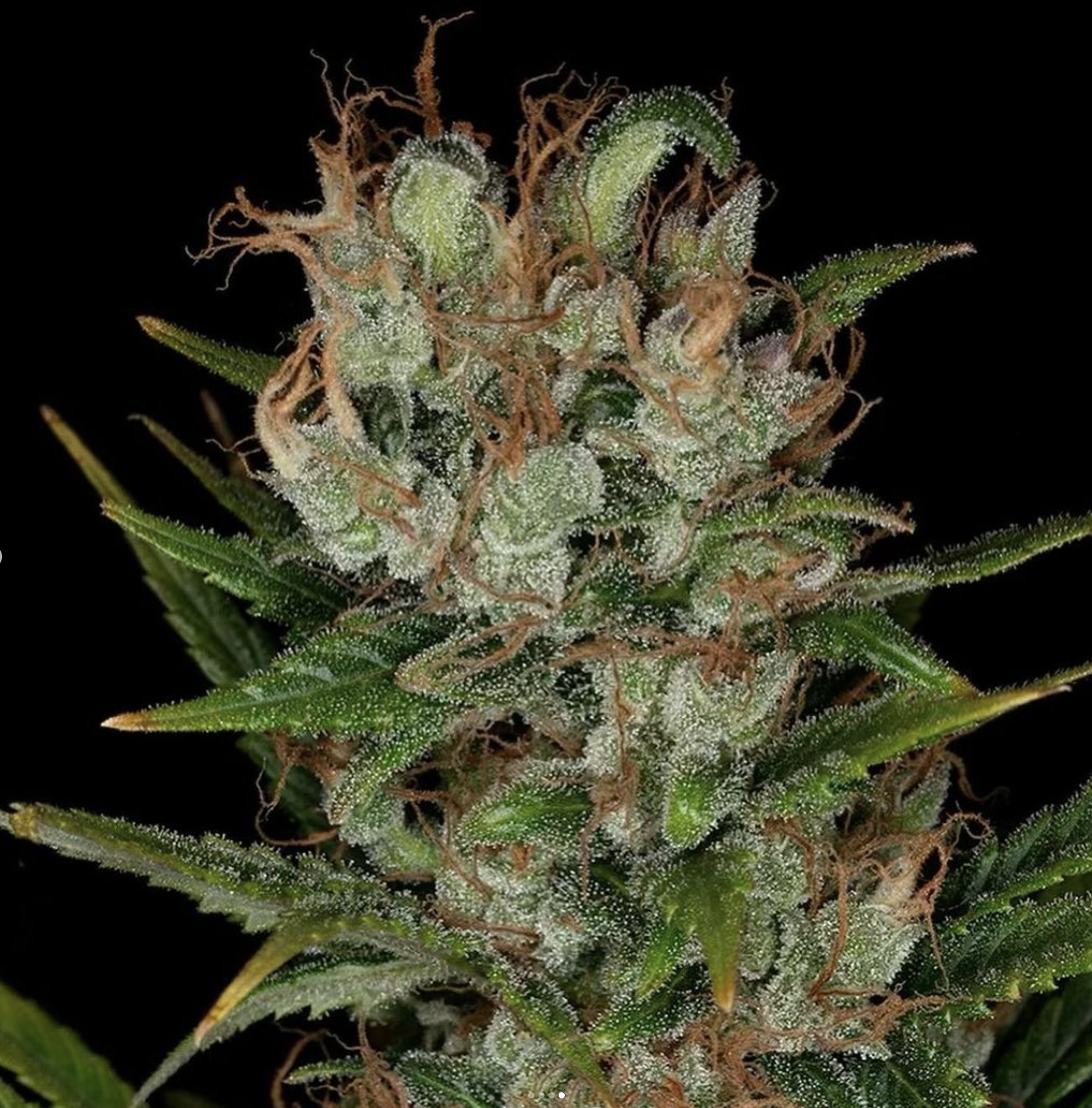 BOEL Columbian IBL 10 Regular Seeds - Image 4