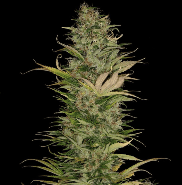 BOEL Columbian IBL 10 Regular Seeds - Image 3