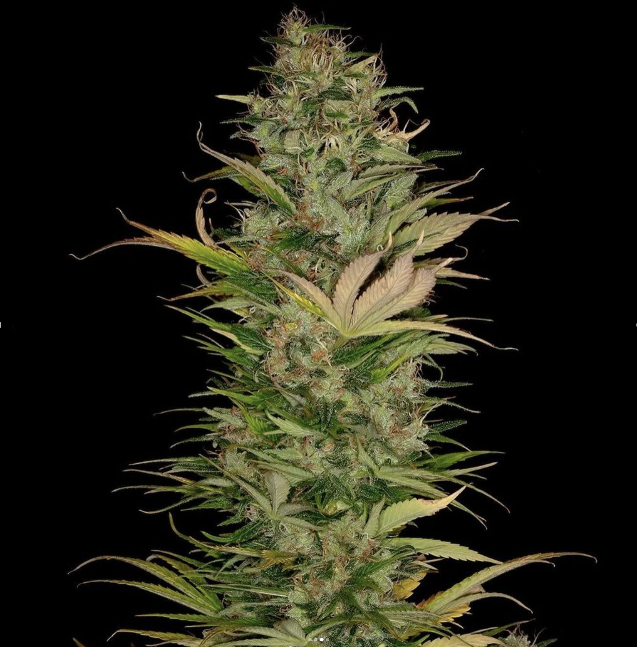 BOEL Columbian IBL 10 Regular Seeds - Image 3