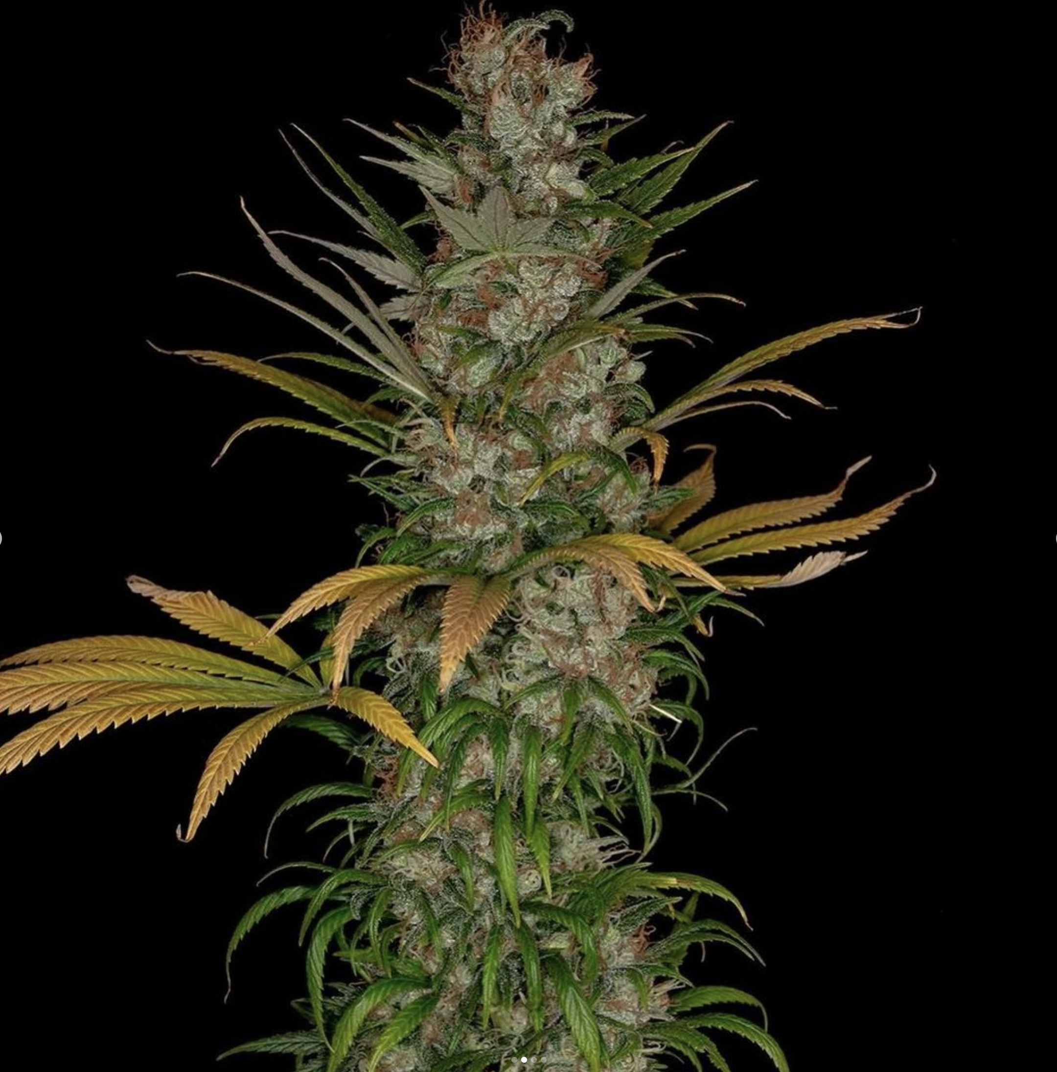 BOEL Columbian IBL 10 Regular Seeds - Image 2
