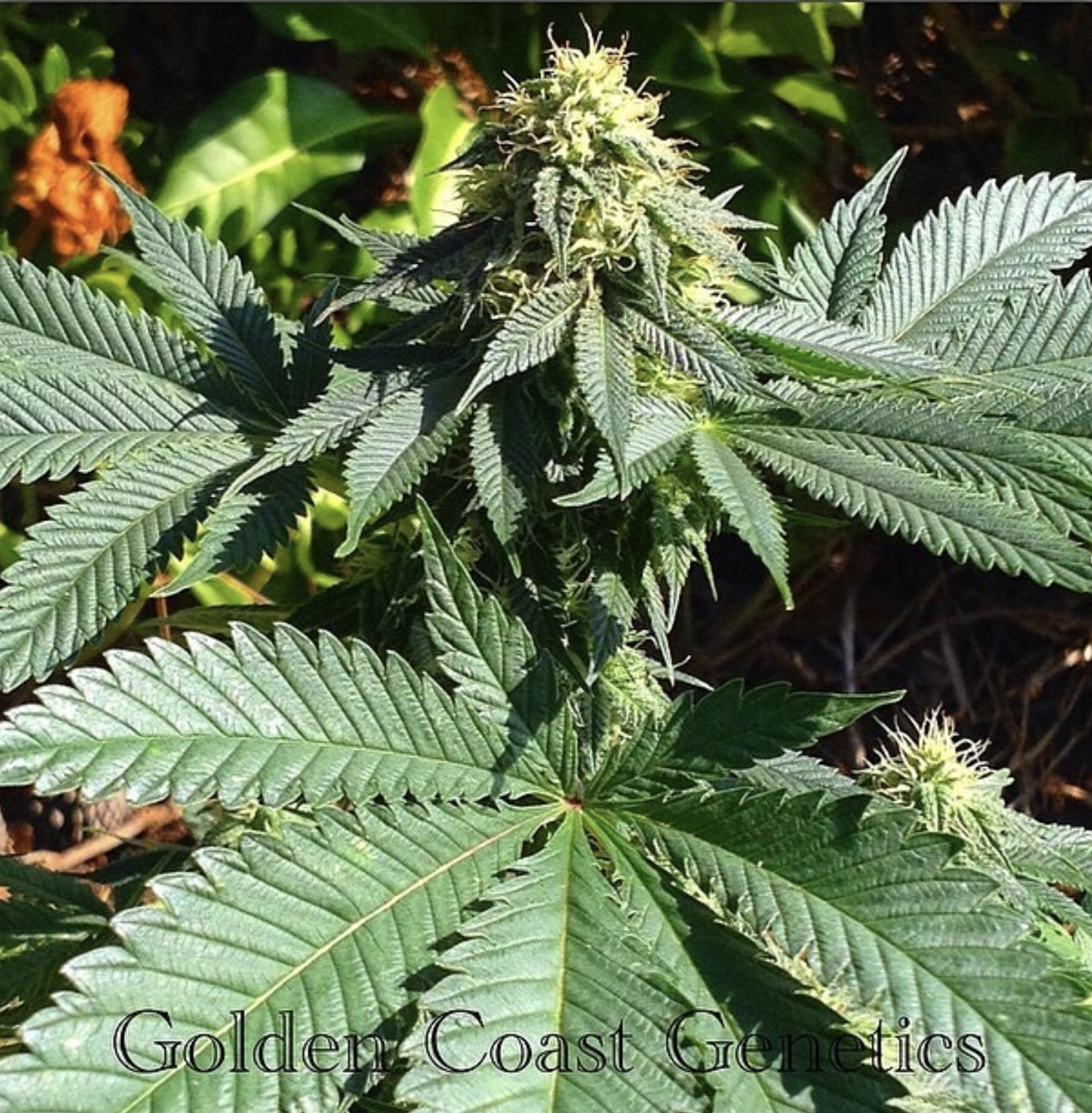BOEL Vintage Afghani 10 Regular Seeds - Image 3